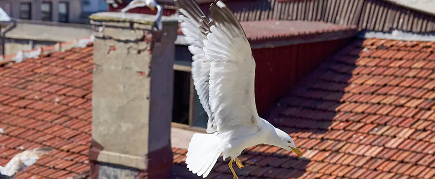 Residential Chimney Animal Removal Solution in Ashland, OR